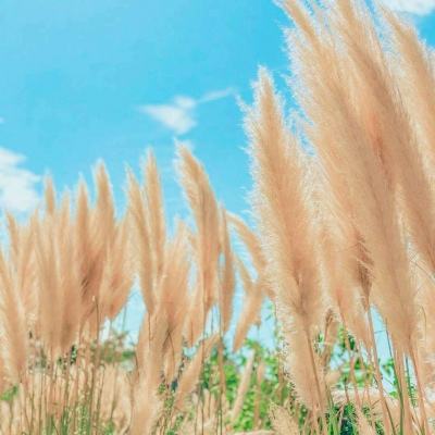 沙雕比个剑最新版下载
